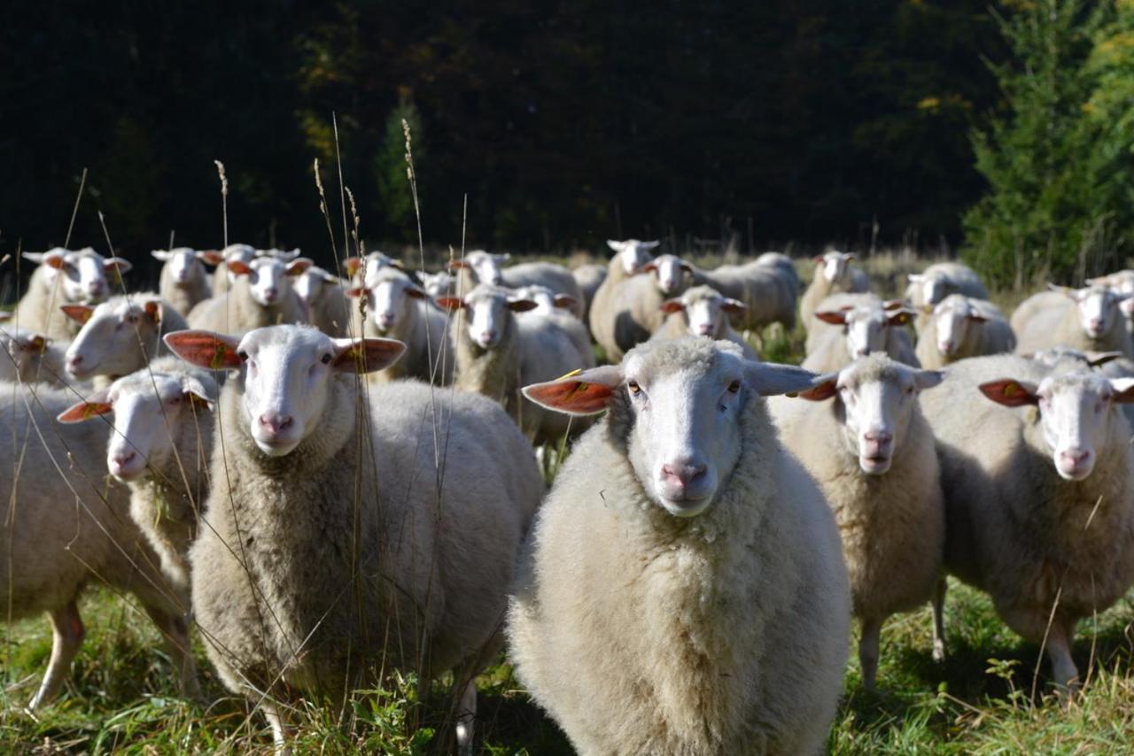 Pension Biofarma Slunecna Želnava エクステリア 写真
